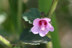 Urena lobata subsp. sinuata